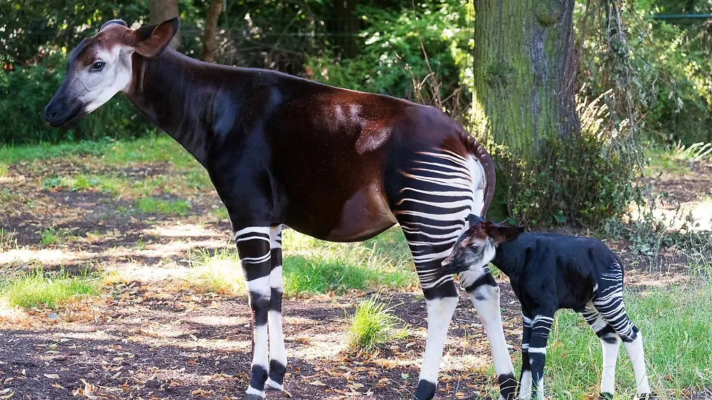 Junges-Opaki-begeistert-Besucher-im-Frankfurter-Zoo