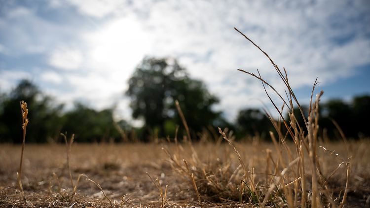 In Berliner Parks ist die Wiese schon jetzt nicht mehr grün.