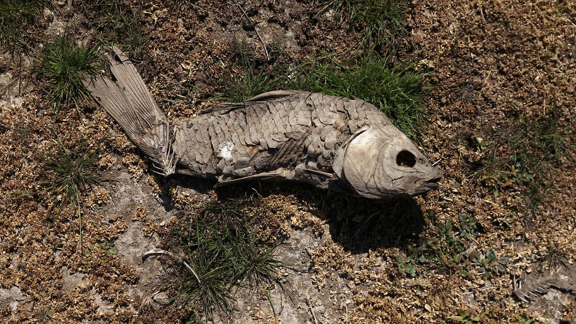 ... ist mit Fischskeletten übersät.