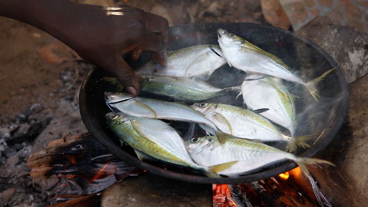 Fisch gehört zu den Wildtieren, die in Zukunft mehr geschützt werden müssen.