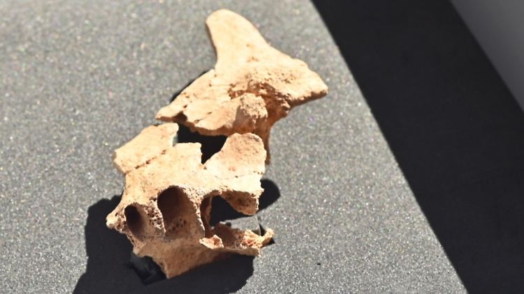 Geologische Proben sollen helfen, das Alter des Knochfundes abzuschätzen.