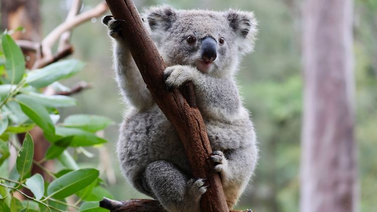 Auf einer Eukalyptusplantage in Australien gibt Tierschützern der Tod von mehreren Koalas Rätsel auf.
