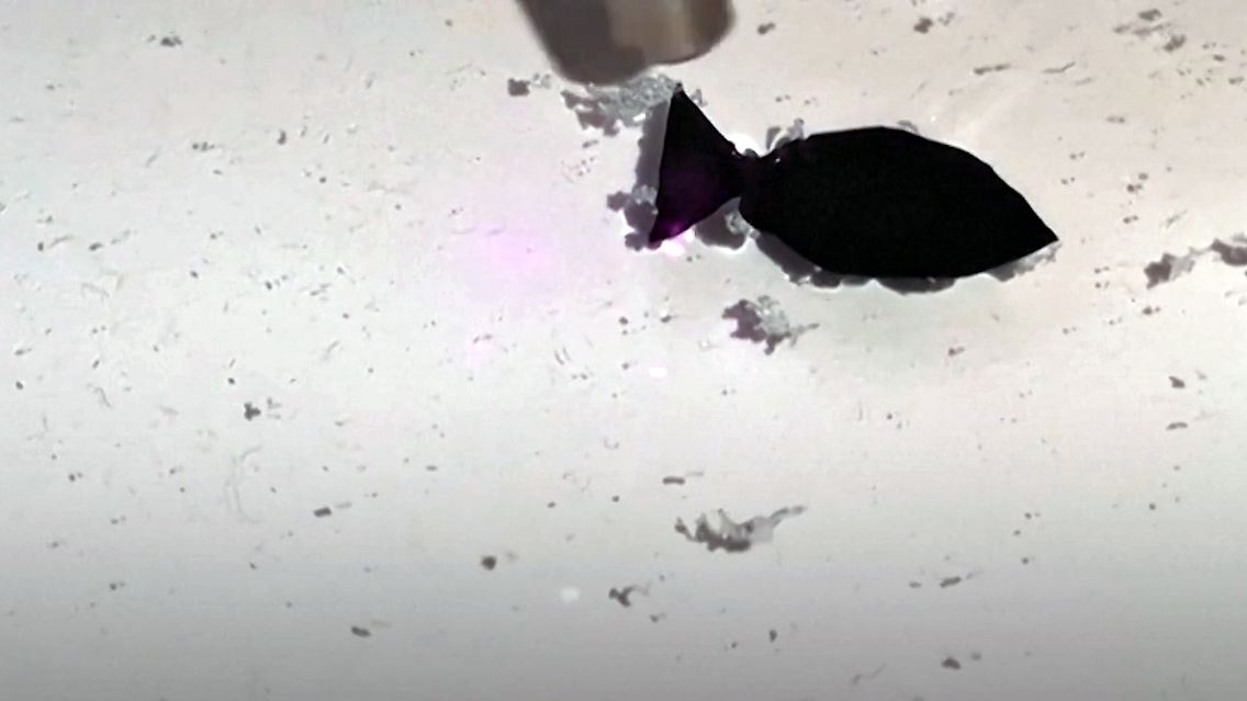 fische.jpg