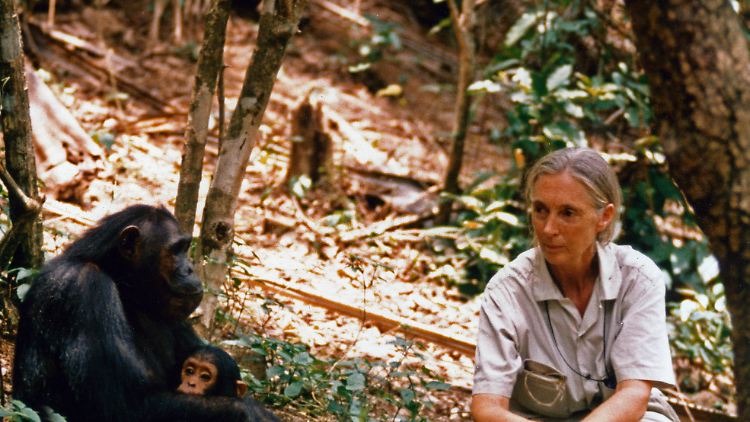 Jane Goodall ist eine Verhaltensforscherin, die sich vor allem mit ihren Langzeitbeobachtungen von Primaten verdient machte.