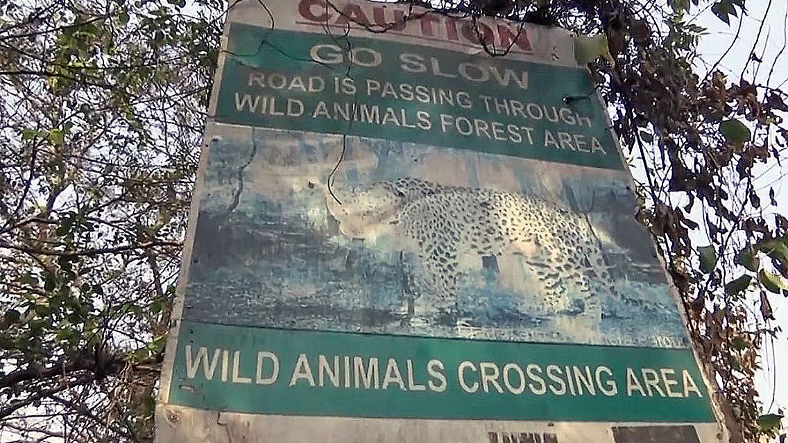 Mumbai Leoparden (2).jpg