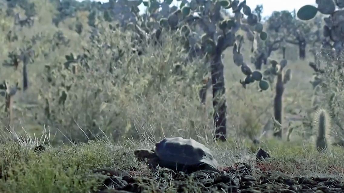 schildkröten.jpg