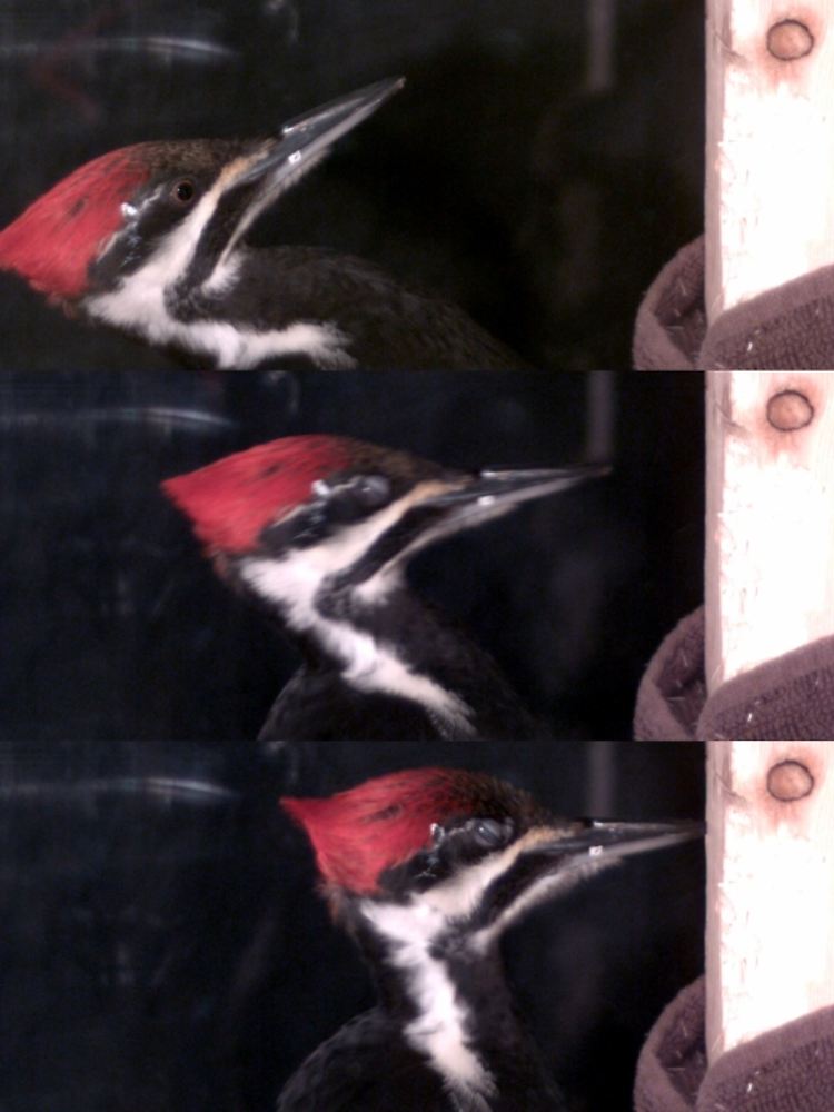 Bildsequenz aus einem Hochgeschwindigkeitsvideo vom Picken eines Pfahlspechts (Dryocopus pileatus).