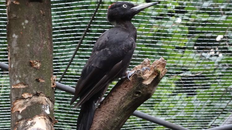 Der Schwarzspecht, der in der Studie im Alpenzoo Innsbruck gefilmt wurde.