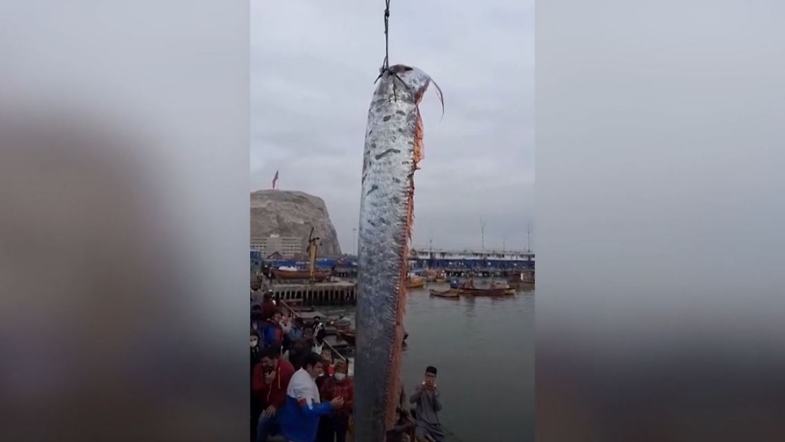 riemenfisch.JPG