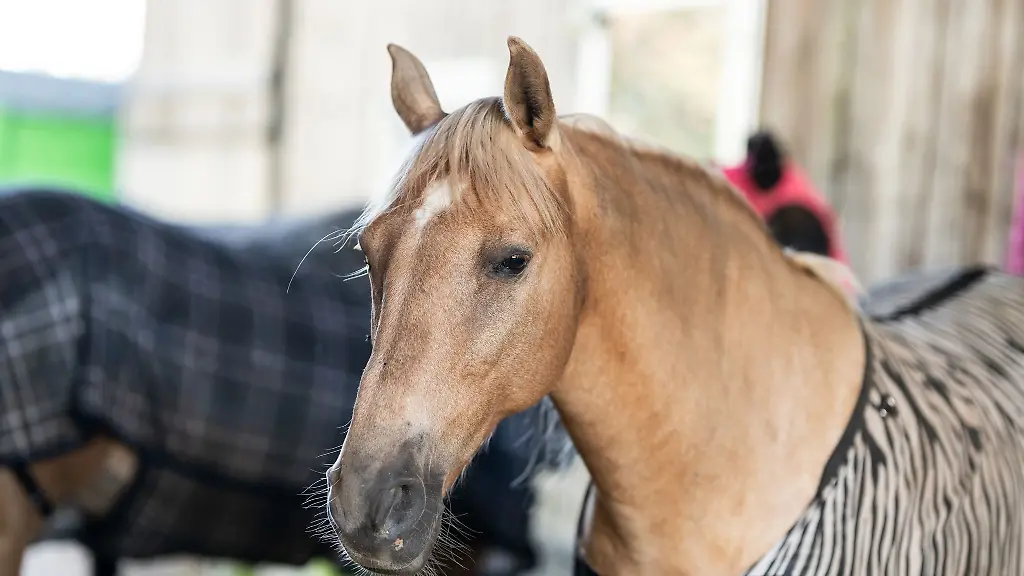 Zwei-Pferde-sind-mit-schweren-Schnittverletzungen-entdeckt-worden