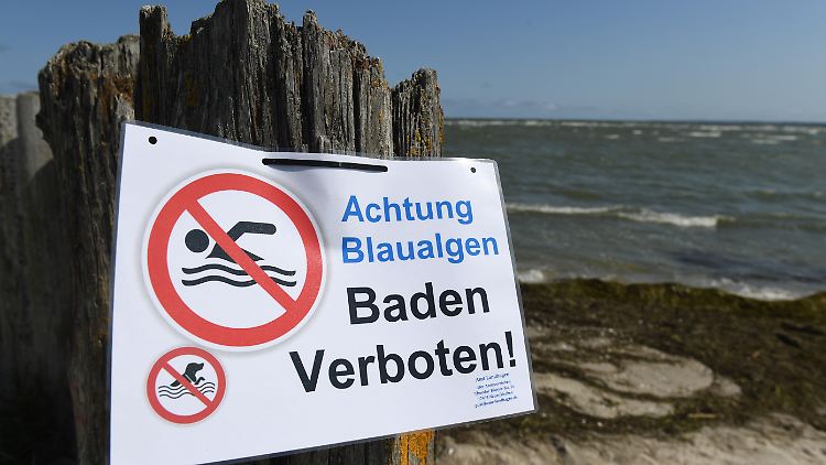Immer wieder müssen im Sommer Strände wegen der Blaualgenblüte gesperrt werden.