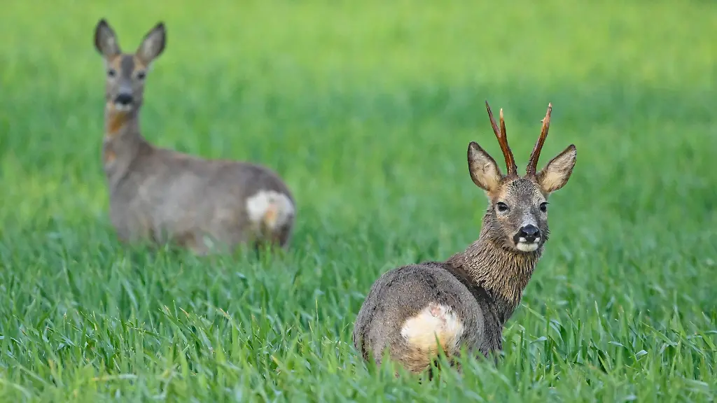 Autofahrer-muessen-auf-liebestolle-Rehboecke-Acht-geben
