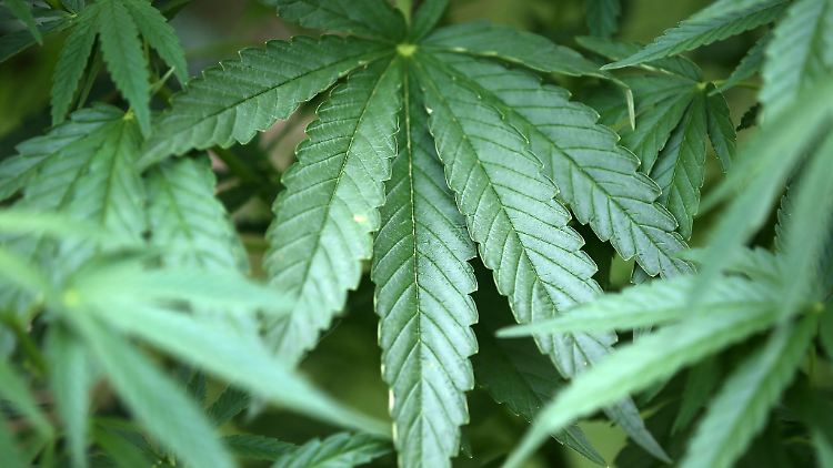 Teilnehmer der Konferenz bezifferten den jährlichen Bedarf für Deutschland auf 400 bis 600 Tonnen Cannabis-Blüten.