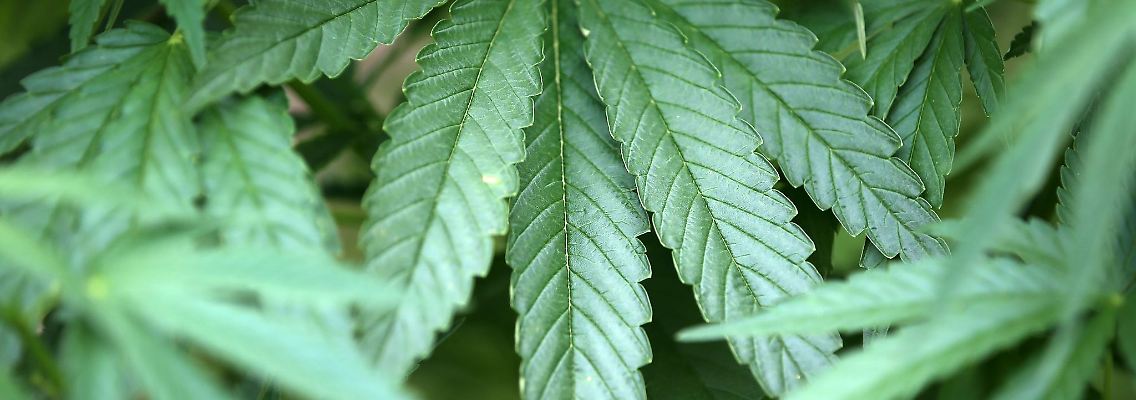 Hanf-Pflanzen (Cannabis) wachsen in einem Garten.
