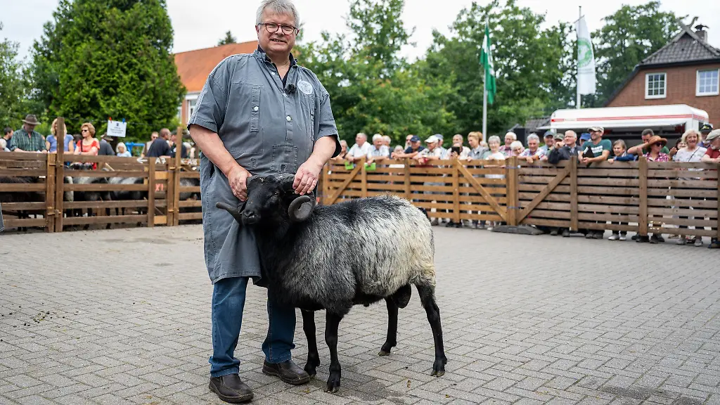 Bei-der-Heidschnuckenauktion-wird-Mister-Mueden-gekuert