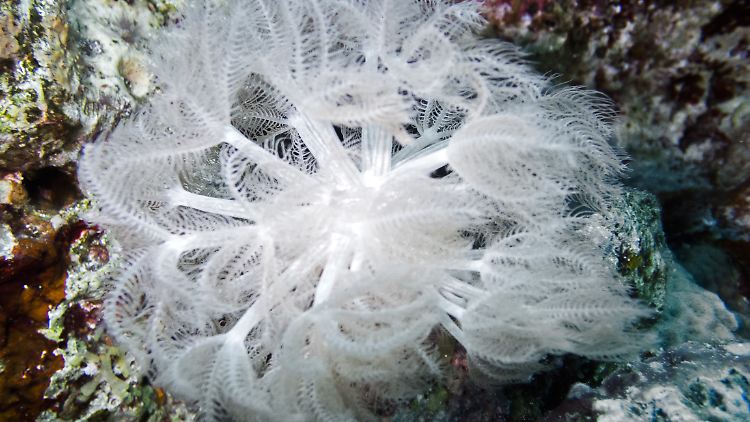 Haarsterne leben wie alle Stachelhäuter ausschließlich im Meer.