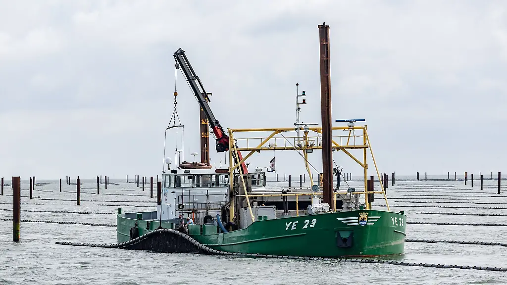 Vor-Sylt-starten-die-Muschlzuechter-in-die-Saison