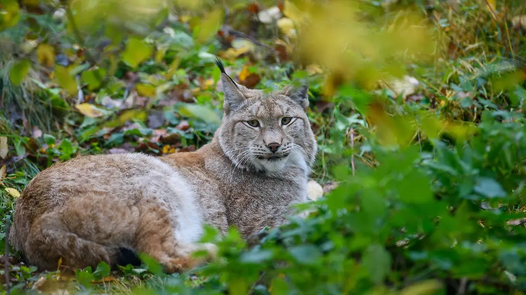 Sachsen-Ein-weiteres-Luchsmaennchen-ist-im-Erzgebirge-ausgewildert-worden-Symbolbild