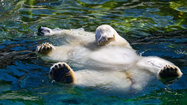 Ein Eisbär im Zoo Hannover hält es nur noch im Wasser aus.