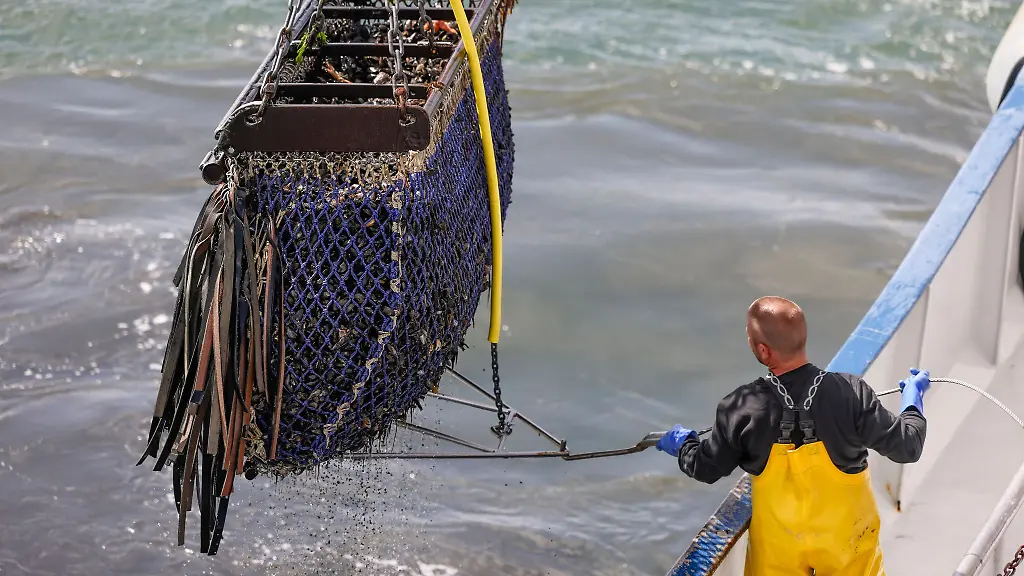 Im-Hafen-von-Hoernum-wird-die-diesjaehrige-Muschelsaison-eroeffnet