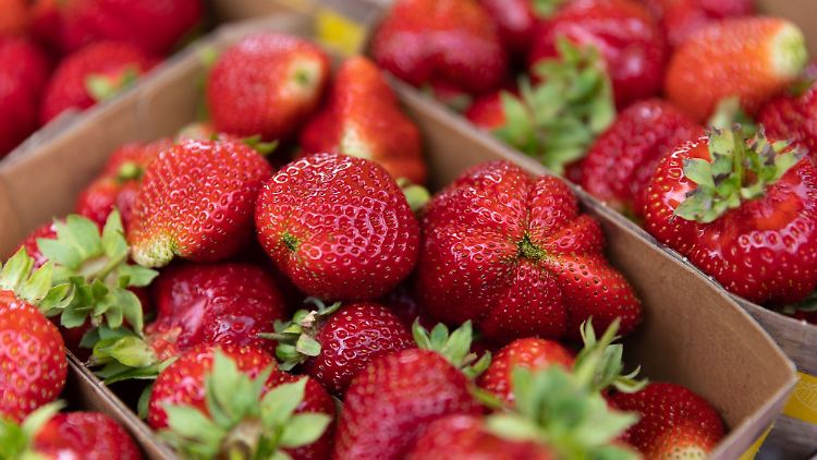 Botanisch gesehen ist die Erdbeere gar keine Beere, sondern eine Nuss - eine sogenannte Sammelnussfrucht.
