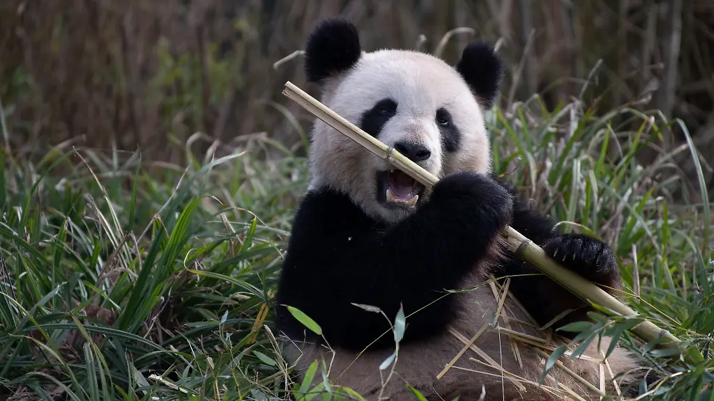 Mehrere-Anzeichen-deuten-darauf-hin-dass-Meng-Meng-schwanger-ist