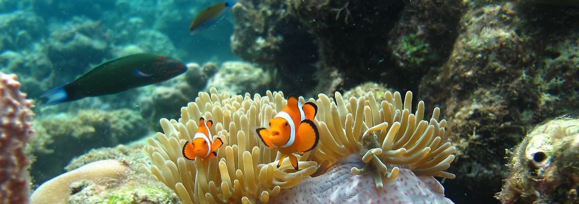 Clownfische leben auf Seeanemonen.