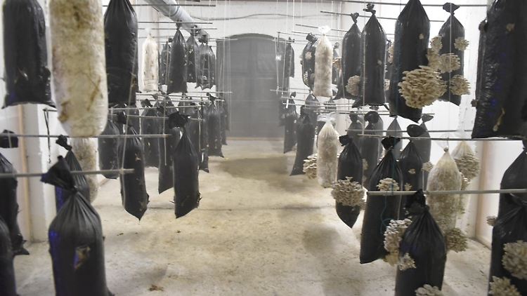 In den Kellern des historischen königlichen Zolldepots in Brüssel werden auf Kaffeeabfällen Austernpilze gezüchtet.