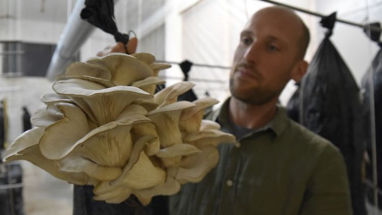Stijn Roovers, Manager bei Permafungi, mit einem mit Kaffeesatz gefüllten Plastiksack, auf dem Austernpilze wachsen.