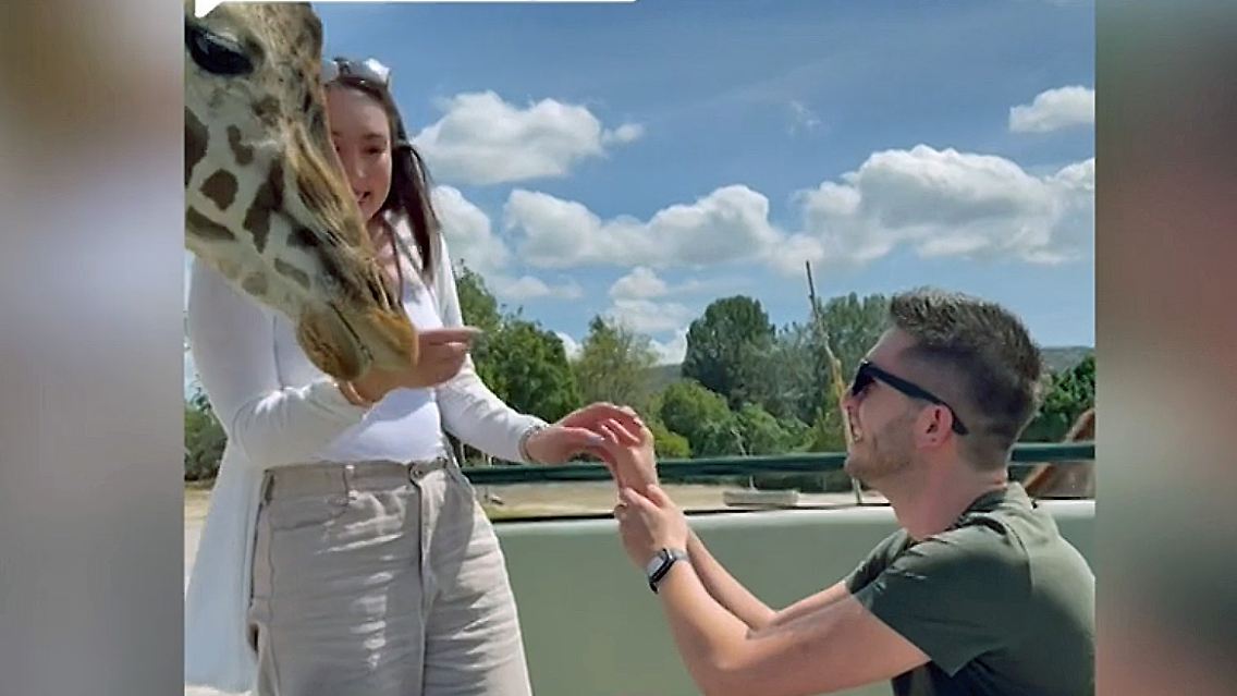 giraffe.jpg