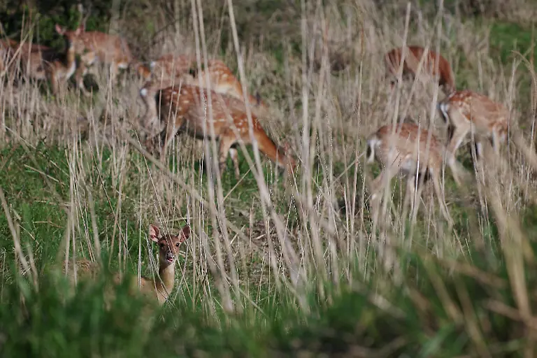 2024-07-01T230114Z-1570721920-RC29W7AHNGTB-RTRMADP-3-SOUTHKOREA-ISLAND-DEER