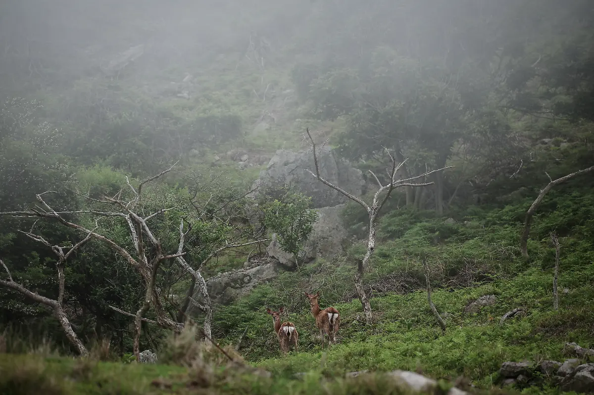 2024-07-01T230055Z-191781788-RC2KV7ASEAXP-RTRMADP-3-SOUTHKOREA-ISLAND-DEER