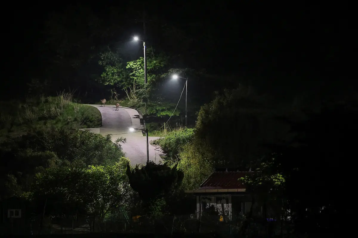 Deer-roam-around-the-town