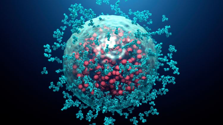 Antikörper heften sich an die Stacheln von Sars-CoV-2, um das Virus zu neutralisieren.