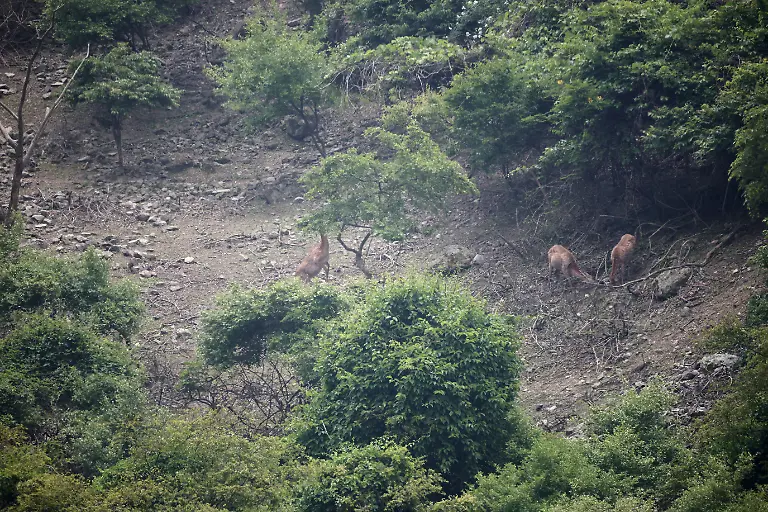 2024-07-01T230116Z-1461571329-RC2QW7AQKRU0-RTRMADP-3-SOUTHKOREA-ISLAND-DEER