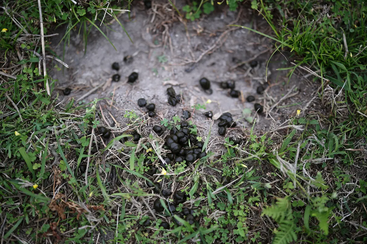 2024-07-01T230108Z-1667269760-RC2KV7AFEP0X-RTRMADP-3-SOUTHKOREA-ISLAND-DEER