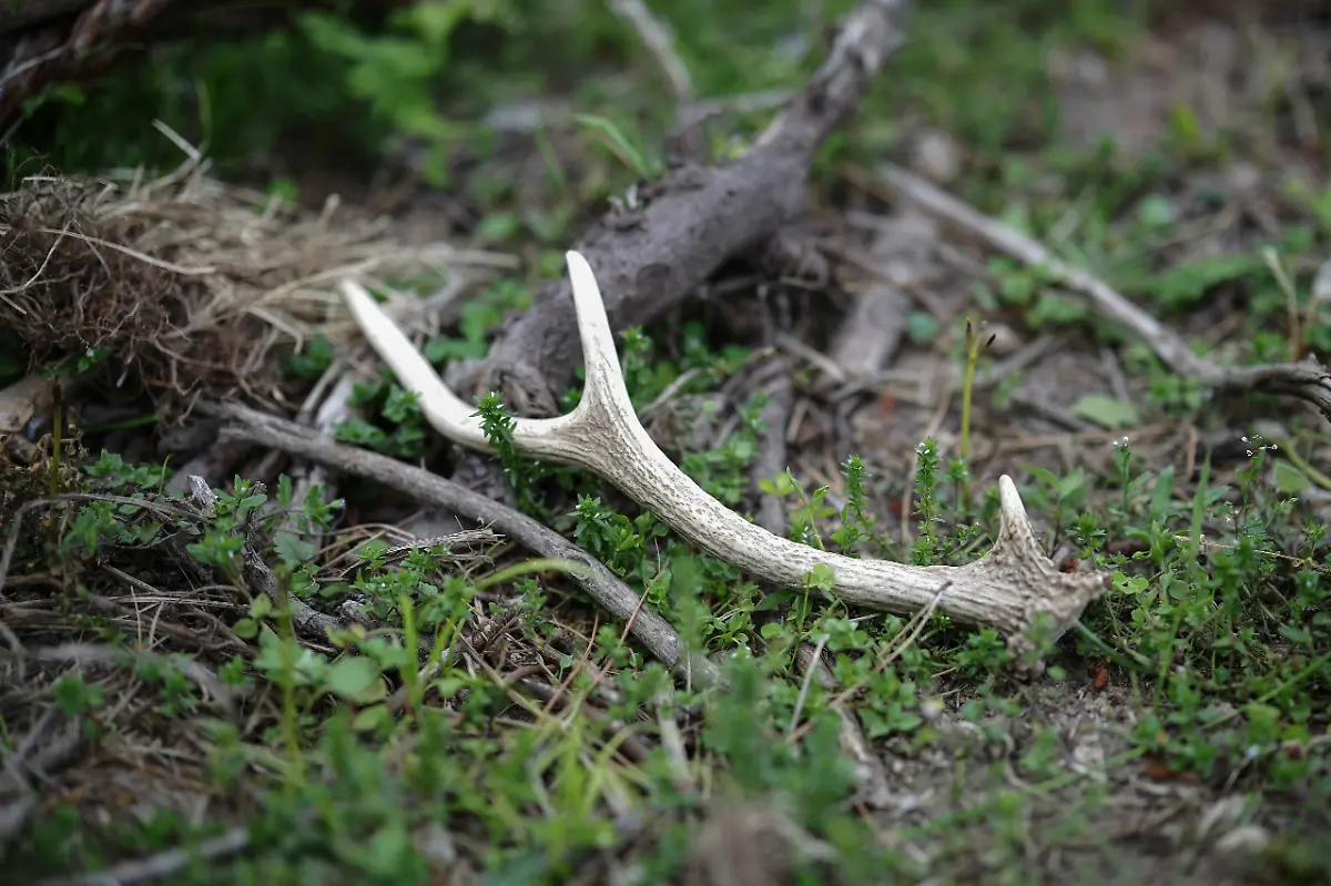 2024-07-01T230107Z-1727257165-RC2KV7AYC3BH-RTRMADP-3-SOUTHKOREA-ISLAND-DEER