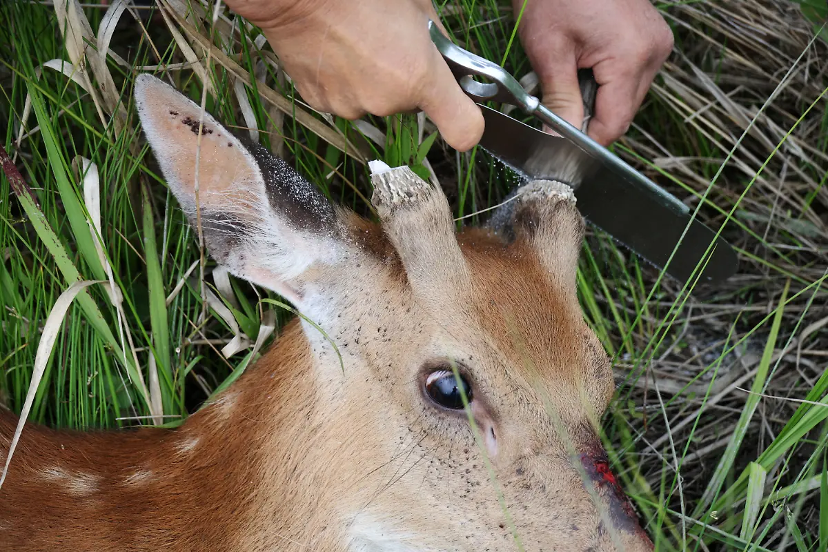 2024-07-01T230036Z-1790095829-RC21W7AJCZ4A-RTRMADP-3-SOUTHKOREA-ISLAND-DEER