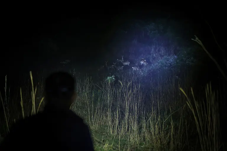 2024-07-01T230029Z-1445701830-RC2PV7AHRGR4-RTRMADP-3-SOUTHKOREA-ISLAND-DEER