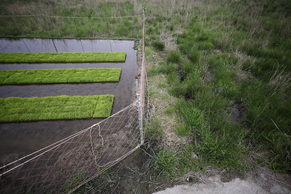 mesh-nets-separate-rice-seed-beds-and-a-former-rice-field