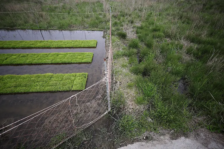 mesh-nets-separate-rice-seed-beds-and-a-former-rice-field