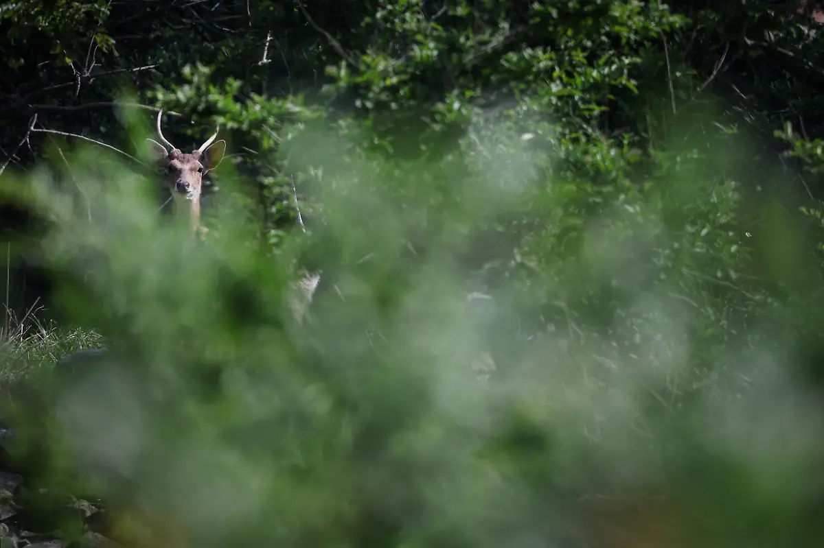 2024-07-01T230109Z-940151115-RC26W7AI4XFB-RTRMADP-3-SOUTHKOREA-ISLAND-DEER