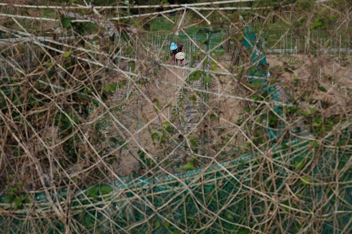Han-Jeong-rye-80-works-on-her-vegetable-garden