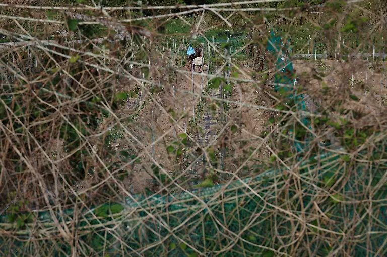 Han-Jeong-rye-80-works-on-her-vegetable-garden