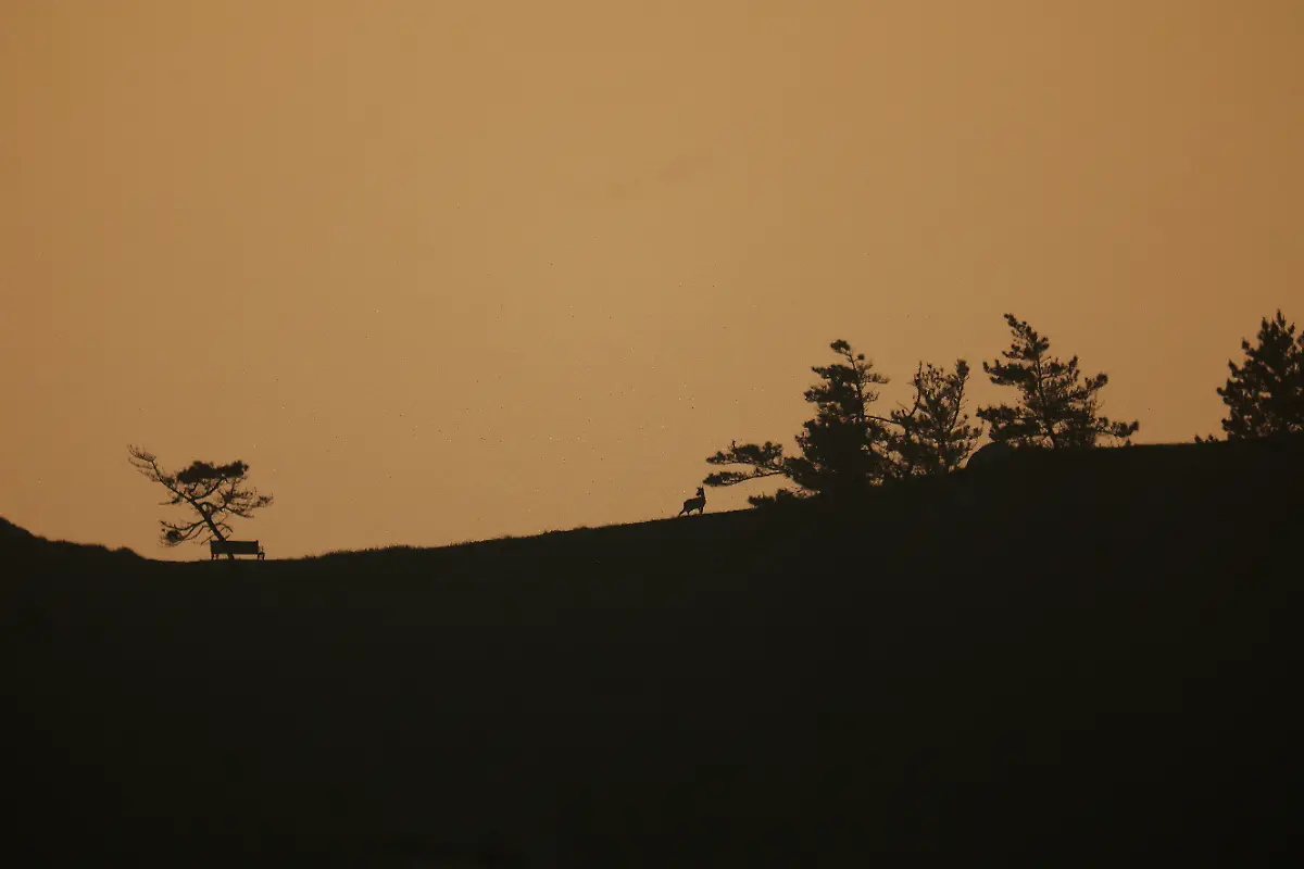 2024-07-01T230114Z-1005387268-RC2AW7AIIE56-RTRMADP-3-SOUTHKOREA-ISLAND-DEER