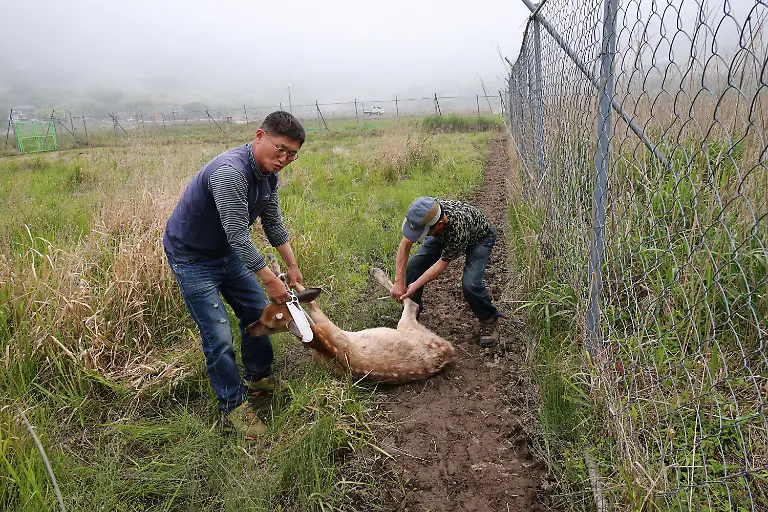 Kang-Dae-rin-63-and-Kim-Seung-man-und-anaesthetised-deer