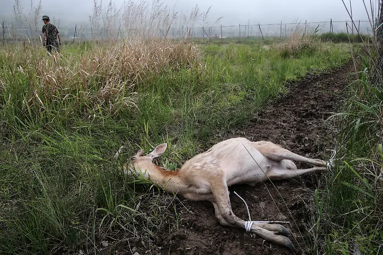 An-anaesthetised-deer