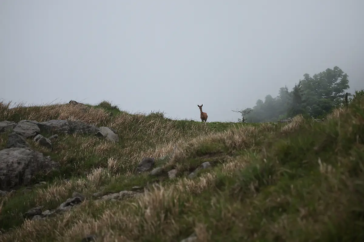 2024-07-01T230103Z-734552337-RC2KV7ACSAGB-RTRMADP-3-SOUTHKOREA-ISLAND-DEER