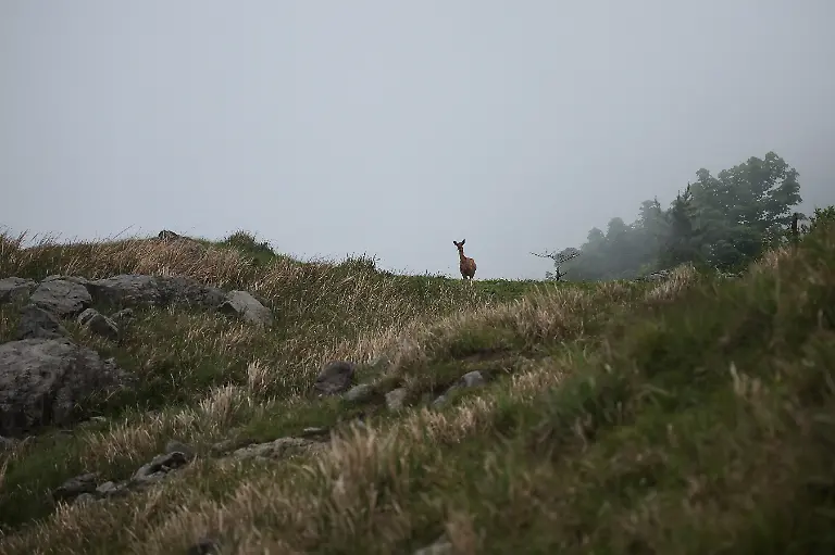 2024-07-01T230103Z-734552337-RC2KV7ACSAGB-RTRMADP-3-SOUTHKOREA-ISLAND-DEER