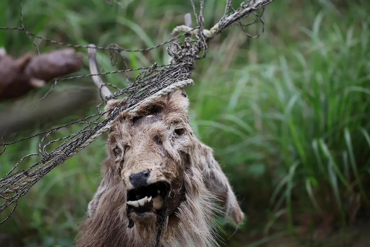 2024-07-01T230106Z-1596907165-RC2JV7AX9QVU-RTRMADP-3-SOUTHKOREA-ISLAND-DEER